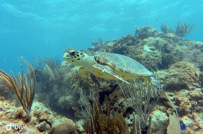 Fajardo Afternoon Snorkeling Adventure Tour - Price and value: what the $110 covers (and what costs extra)