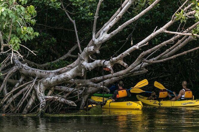 Fajardo Bioluminescent Bay Night Kayak Adventure from San Juan - Laguna Grande Reserve after dark: mangrove paddling and what it feels like