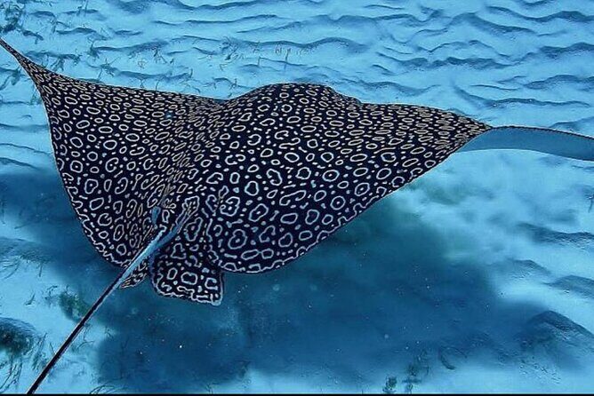 Full-Day Snorkeling Tour to Culebra Island with Lunch - The second beach option when conditions shift