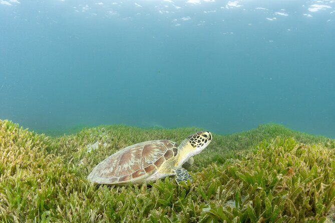 Get SCUBA Certified at San Juan - The 2-Day PADI Open Water Flow (and What Each Part Actually Teaches)