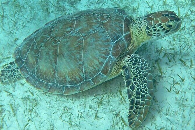Get SCUBA Certified at San Juan - Price and Value: Is $715 for 2 Days Fair?