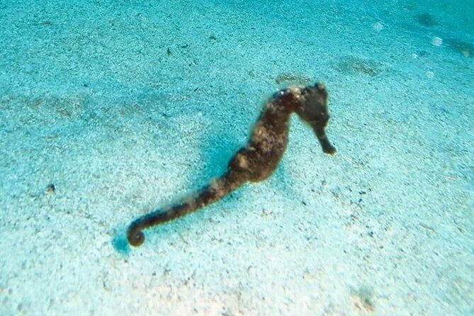 Get SCUBA Certified at San Juan - Who This Works Best For (and Who Might Feel the Friction)