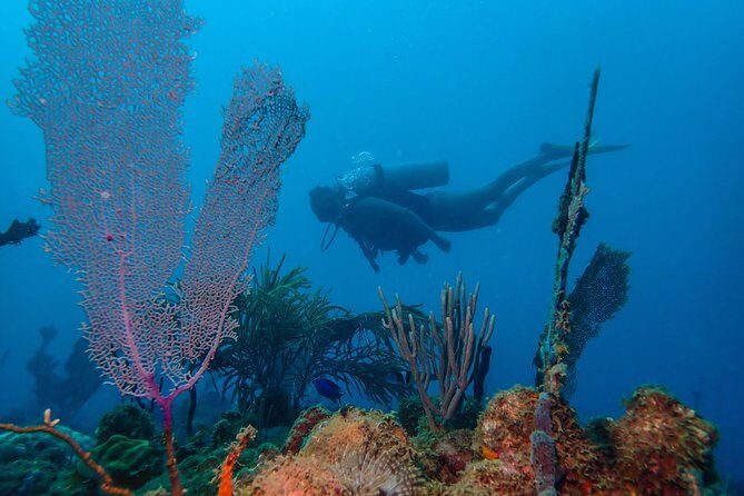 Guided Coral Reef Scuba Tour / 1 tank (Certified Divers Only) - Key points worth knowing before you go