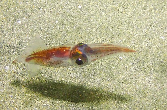 Guided Coral Reef Scuba Tour / 1 tank (Certified Divers Only) - Underwater Highlights: Turtles, Angel Fish, and Color You Can Actually Capture