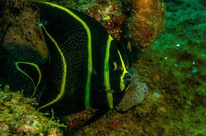 Guided Coral Reef Scuba Tour / 1 tank (Certified Divers Only) - Guides Who Make Safety Feel Personal: Robert Rupper, Dave, and Misael