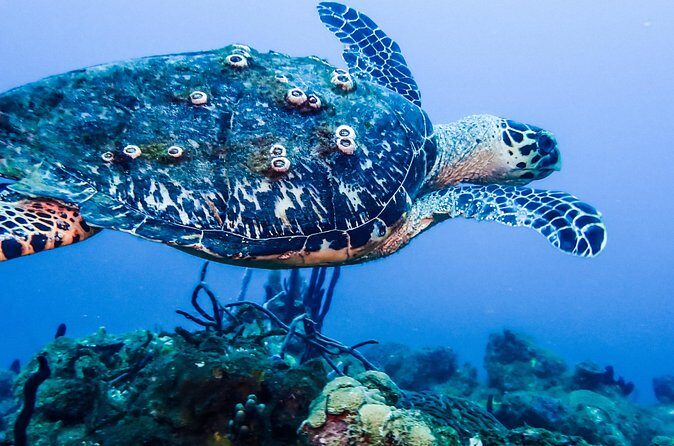 Guided Coral Reef Scuba Tour / 1 tank (Certified Divers Only) - Price and Value: Getting Tanks and Weights for $73