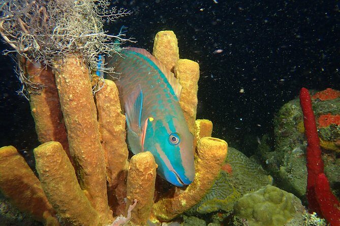 Guided Coral Reef Scuba Tour / 1 tank (Certified Divers Only) - Meeting at 2932 Cll 10: Waivers, Gear Rental, and Sizing That Matters