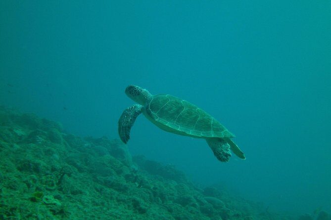 Guided Coral Reef Snorkeling Tour - What a guided reef route feels like in a max-10 group
