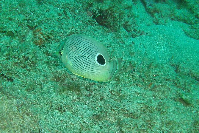 Guided Coral Reef Snorkeling Tour - Gear, shoe size, and comfort tips that prevent the usual hassles