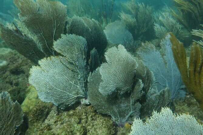 Guided Shore Diving Tour - The Guides and Their Teaching Style: Safety With Names You Might Hear