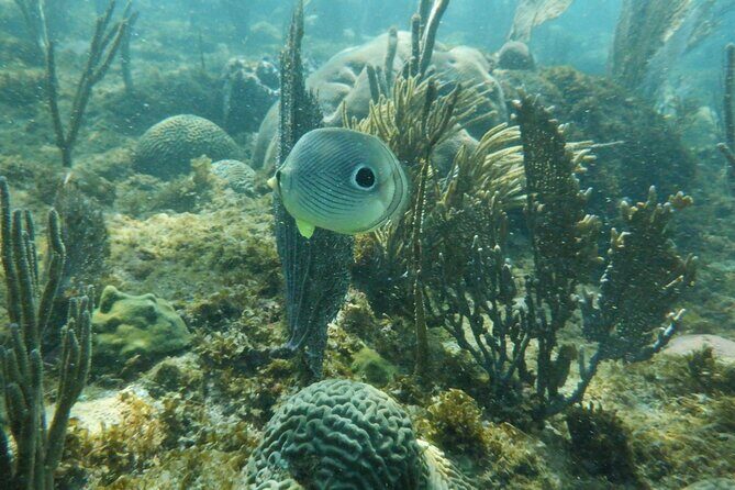 Guided Shore Diving Tour - Equipment, Certification, and What You Should Bring