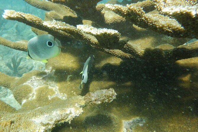 Guided Shore Diving Tour - What If Visibility Is Off or Weather Changes the Plan