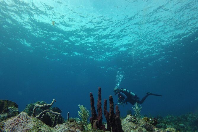 Guided Shore Diving Tour - Price and Value: Why $69 Can Be a Good Deal