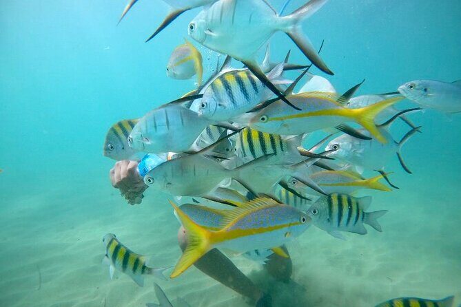 Guided Snorkeling adventure in San Juan - Key highlights worth knowing