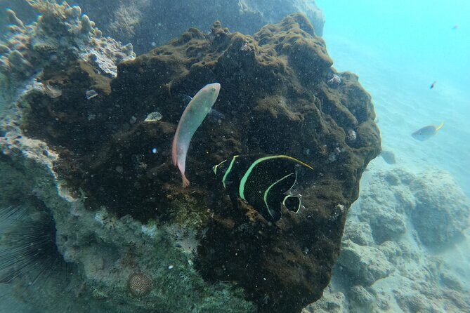 Guided Snorkeling adventure in San Juan - Entering the water from the Caribe Hilton shoreline