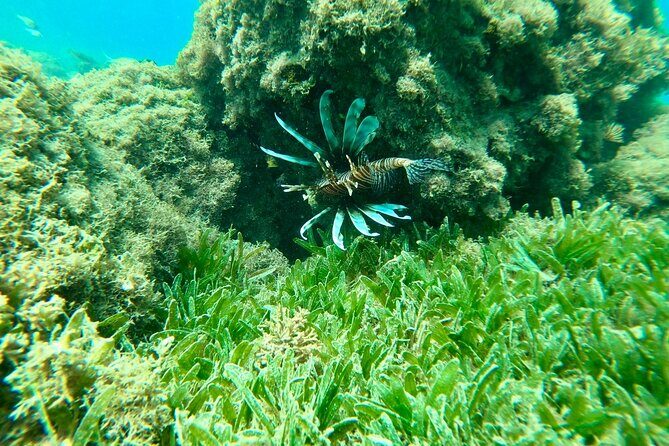 Guided Snorkeling adventure in San Juan - How the 45 minutes in the water plays out