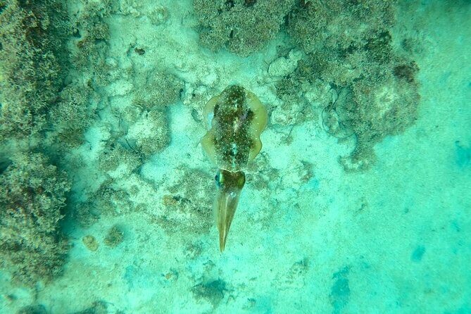 Guided Snorkeling adventure in San Juan - After snorkeling: Hilton amenities make it a full day