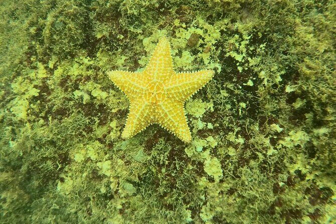 Guided Snorkeling adventure in San Juan - Price and value: what $76.70 really buys you