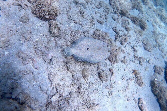 Guided Snorkeling adventure in San Juan - Who this tour suits best (and who might want to rethink it)
