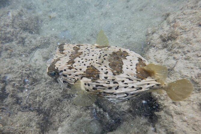 Guided Snorkeling adventure in San Juan - Weather, water conditions, and what to expect day-to-day
