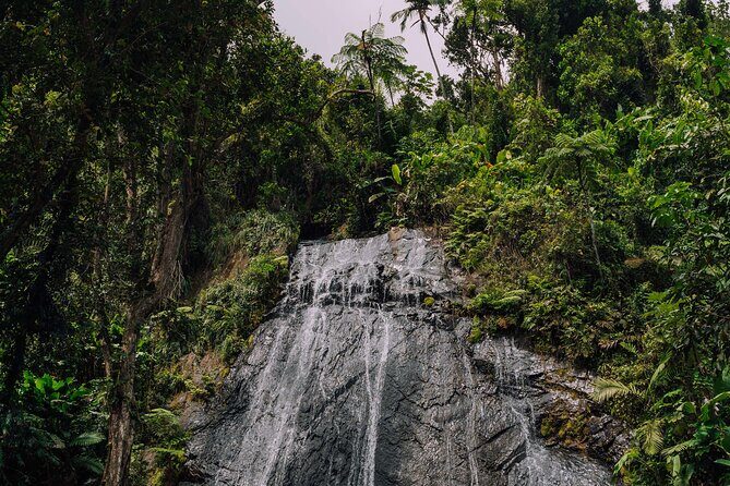 Half-Day El Yunque National Forest Tour from San Juan - The short trail walk: what you need to bring (and how to pace yourself)