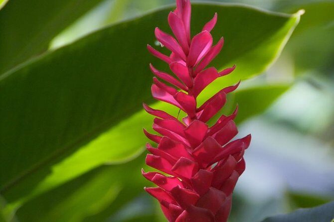 Half-Day El Yunque National Forest Tour from San Juan - Wildlife spotting: what you can hope for in a rainforest like this