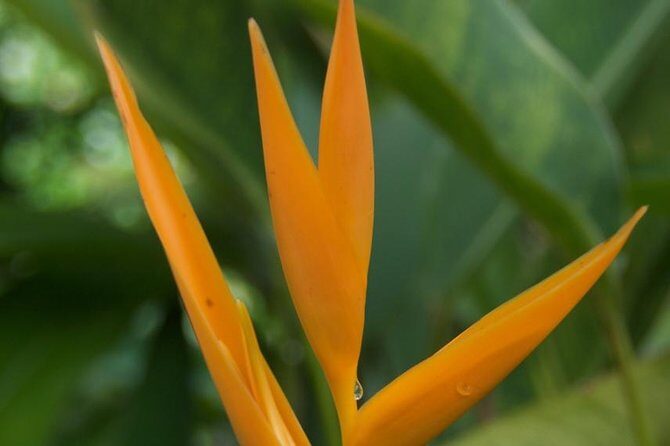 Half-Day El Yunque National Forest Tour from San Juan - The guide matters more than you think