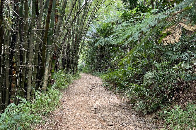 Half Day El Yunque Tour, Waterslide and Rope Swing - Natural Waterslide and Cliff Jump: The Main Event
