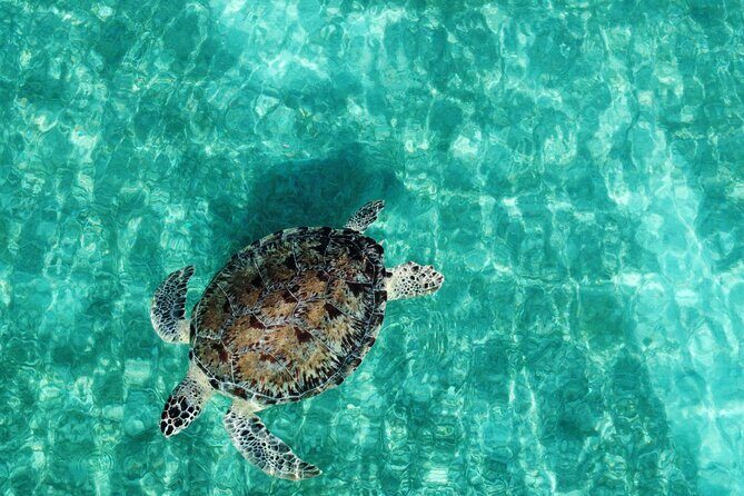 Half-Day Private Boat Experience – Appetizers & Drinks Included - The 90-Minute Guided Snorkel: Gear, Light, and Safety That Actually Helps