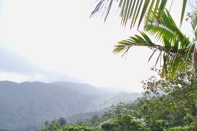 Half Day Tour in Rainforest Zipline Park with Transportation - How Hard Is It: Fitness, Weight, and the Climb Factor