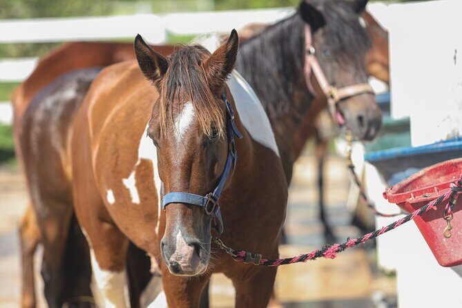 Horseback Riding Tour at Private Ranch - Quick tour flow: check-in, briefing, ride, wrap-up