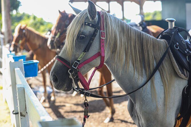 Horseback Riding Tour at Private Ranch - The biggest consideration: weight and rules are strict