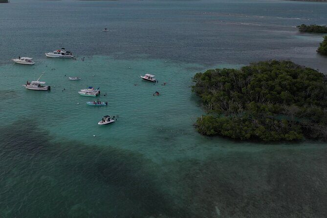 La Parguera Glowing Bioluminescent Bay Boat Tour from San Juan - What Makes La Parguera’s Bay Glow (Dinoflagellates, Not Magic)