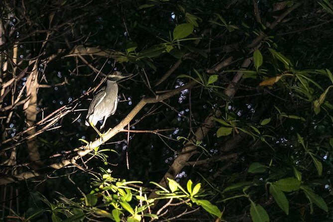 Night Kayaking Experience on Bioluminescent Lagoon in Fajardo - Paddle route: mangroves, glowing channels, then back to base