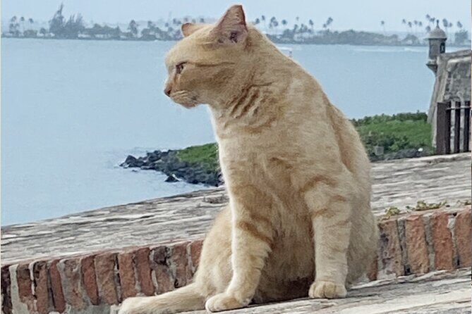 Old San Juan City Walking Tour - Why This Is a Smart $39 Old San Juan Value