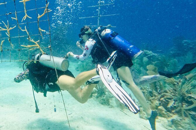 Private 2-Tank Dive with PADI Instructor for Certified Divers - Price and value: $1,300 per group can be a bargain or a splurge
