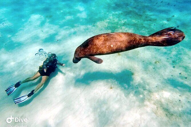 Private 2-Tank Dive with PADI Instructor for Certified Divers - Who should book this Fajardo private charter—and who might not