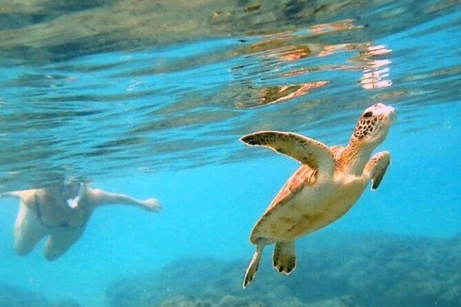 Private Rincon Snorkeling Adventure - Key highlights worth clocking before you book