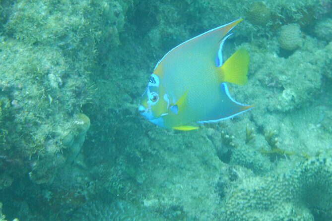 Private Rincon Snorkeling Adventure - What the guide does differently for beginners and confident swimmers