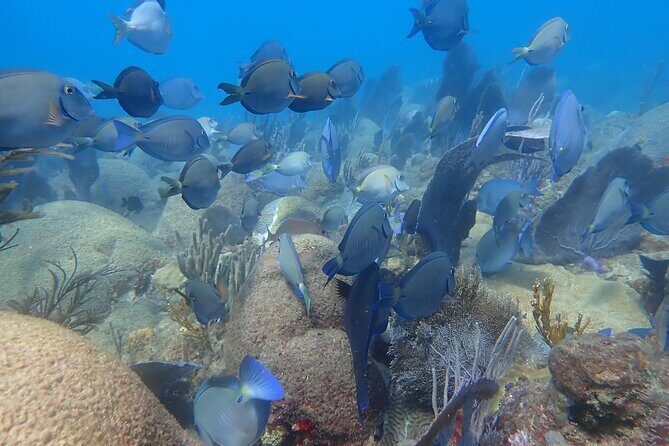 Private Rincon Snorkeling Adventure - Coral reef focus: what to look for under the surface