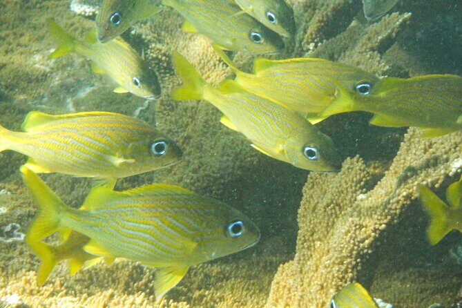 Private Rincon Snorkeling Adventure - Families and mixed skill groups: the real-world comfort test
