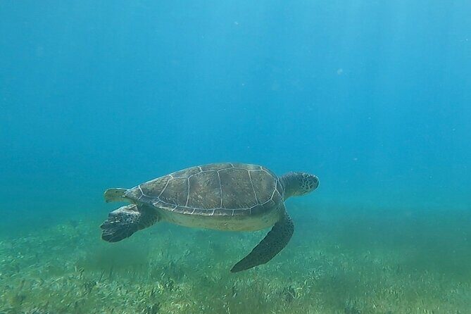 Public or Private Boat Trip to Icacos & Palomino - Snorkeling gear and island time: how to make the most of 4 hours