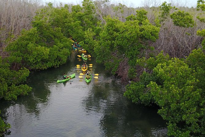 Puerto Rico Bio Bay Kayak Adventure Tour - Bioluminescence in Puerto Rico: why paddling beats shore-watching