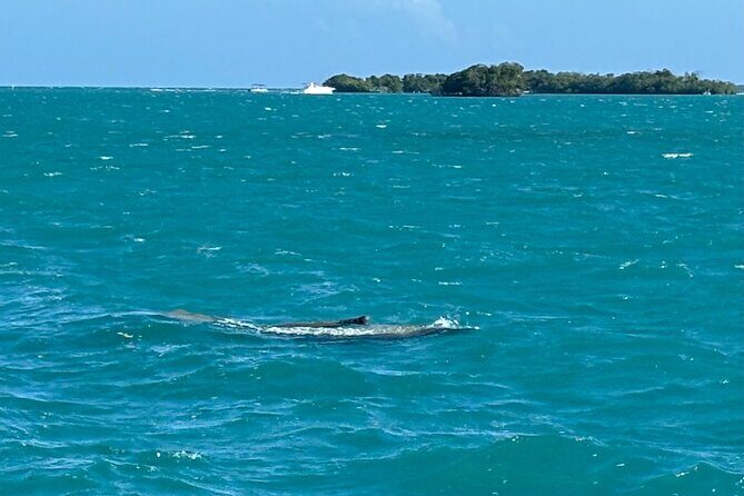 Puerto Rico: Bio Bay Swim and Sunset Charter or Late night tour - The Biobay Swim: 30 Minutes of Pixie Dust