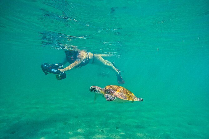 Puerto Rico Jet Snorkel with Turtles and Videos in San Juan - What the Tour Is Really Like Underwater (and Why the Jets Matter)