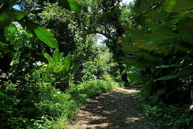 Rainforest and Junglequi Zipline Combo Tour - Tips to Make Your Zipline + Rainforest Day Smoother