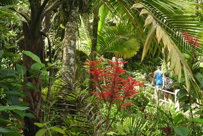 Rainforest Nature Walk & Luquillo Beach Combo - El Yunque National Forest: Tabonuco trees and Río Mameyes