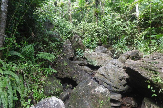 Rainforest Nature Walk & Luquillo Beach Combo - Getting there: pickup, road time, and a roadside fruit stand