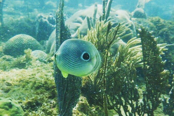 Rincon Snorkeling Adventure - Key things that make this Rincon snorkeling trip worth your time