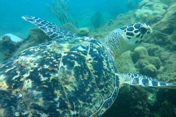 Rincon Snorkeling Adventure - Meeting in central Rincon and getting your snorkel setup right